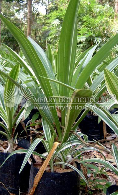 Crinum variegated